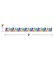 Carson Dellosa We Stick Together 39 Feet Rainbow Burst Bulletin Board Borders, 13 Strips of Scalloped Border Trim, Retro Classroom Borders for Bulletin Board, White Board and Retro Classroom Décor